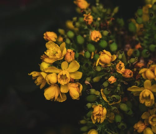 Kostnadsfri bild av blomning, delikat, fjäder