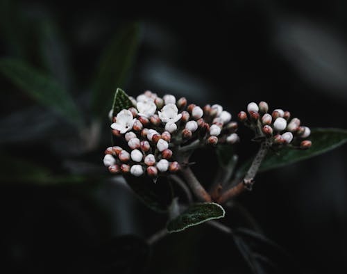 A close up of small white flowers on a plant