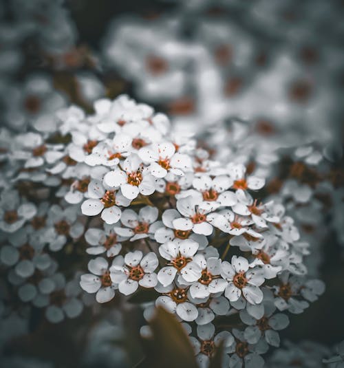 Kostnadsfri bild av delikat, flora, kronblad