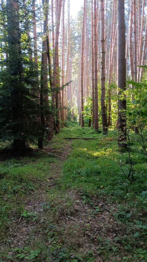 Free Сонячний ліс Stock Photo