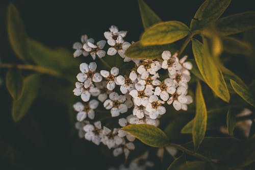 Kostnadsfri bild av blomning, brudkrans spirea, delikat