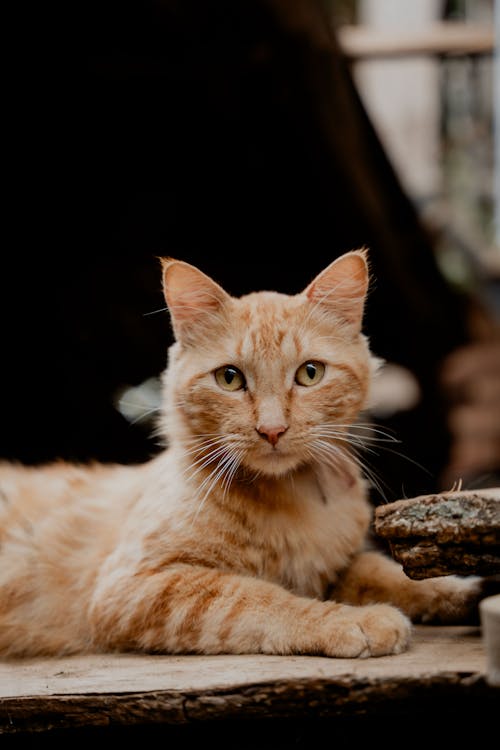 Free A cat laying on a wooden table with a green background Stock Photo