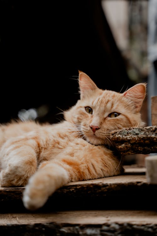 Free A cat laying on a wooden bench with its eyes closed Stock Photo