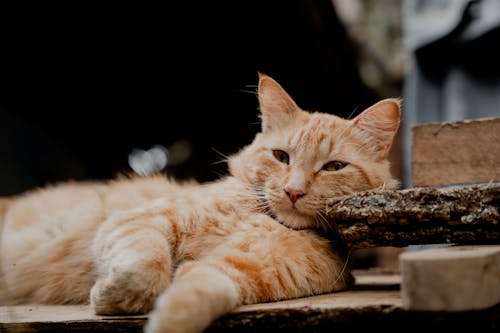 Free An orange cat laying on a wooden log Stock Photo