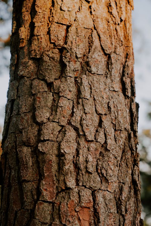 Immagine gratuita di abbaiare, albero, in legno