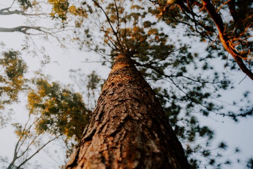 Immagine gratuita di abbaiare, alberi, crescita