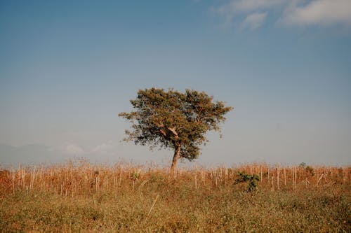 Single Tree in Countryside