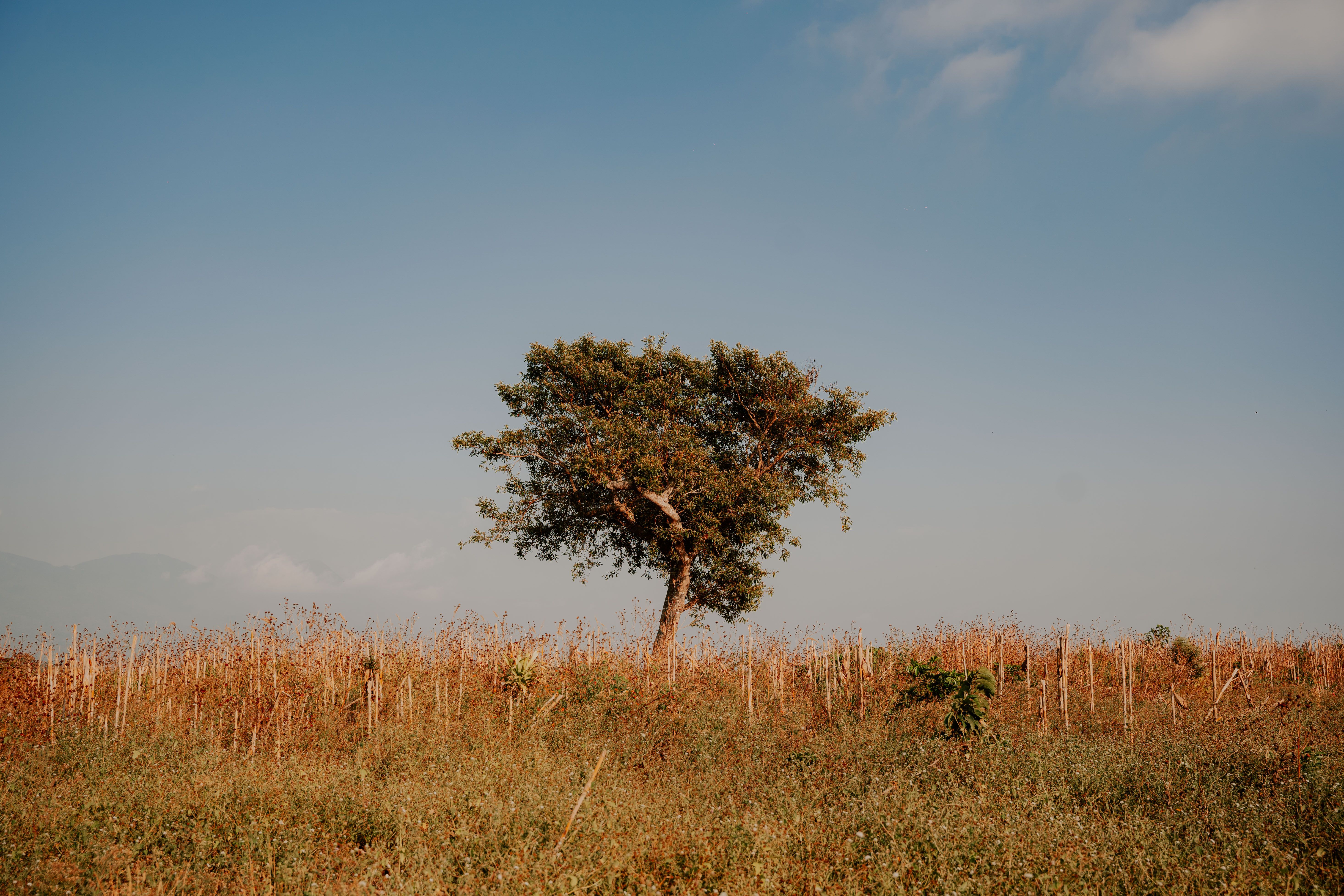 Single Tree in Countryside · Free Stock Photo