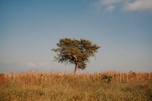 Free Single Tree in Countryside Stock Photo