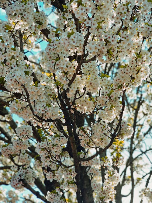 Darmowe zdjęcie z galerii z białe kwiaty, drzewa, pionowy strzał