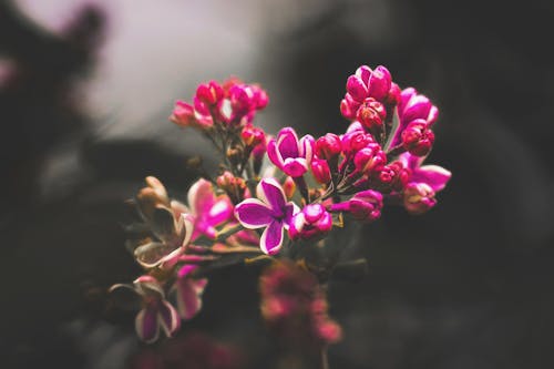 增長, 樹叢, 紫丁香 的 免費圖庫相片