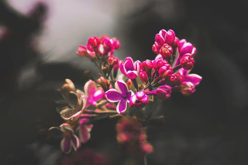 A close up of a small flower with pink petals