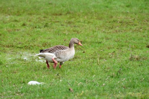 Photos gratuites de canard, herbe, oiseau