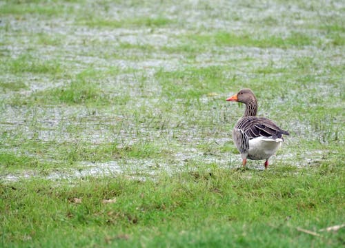 Kostenloses Stock Foto zu draußen, ente, feder