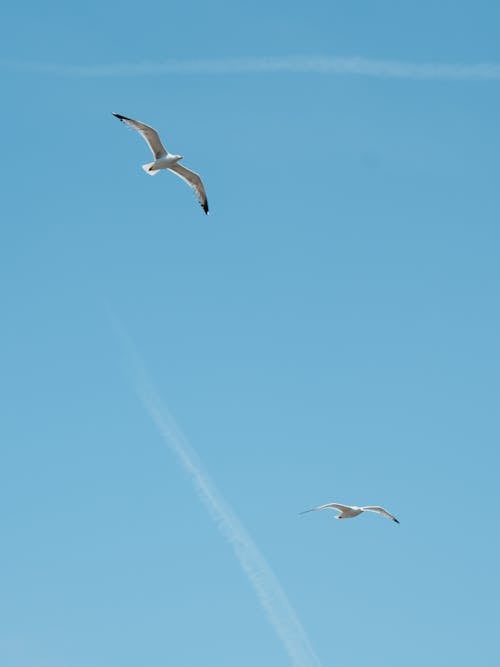 Kostenloses Stock Foto zu blauer himmel, federn, flügel