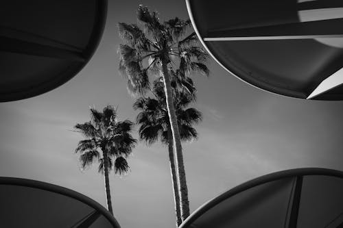 Black and white photograph of palm trees in front of a building