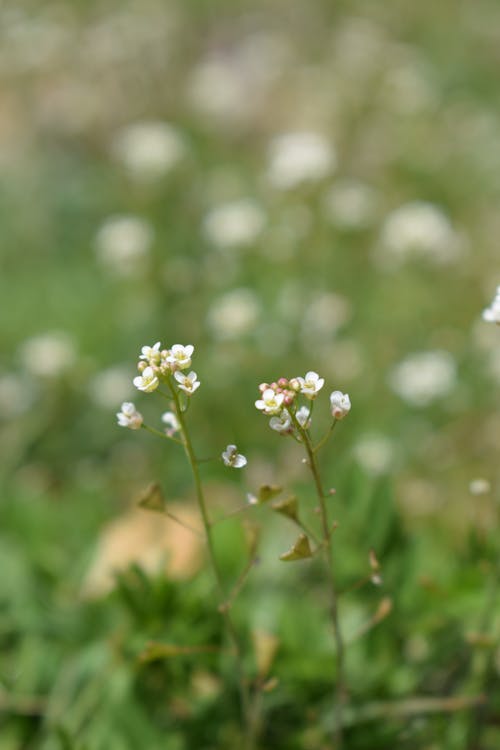 Ingyenes stockfotó fehér, japán esztétika, kis virágok témában