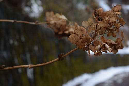 Ingyenes stockfotó barna, fehér, halott témában