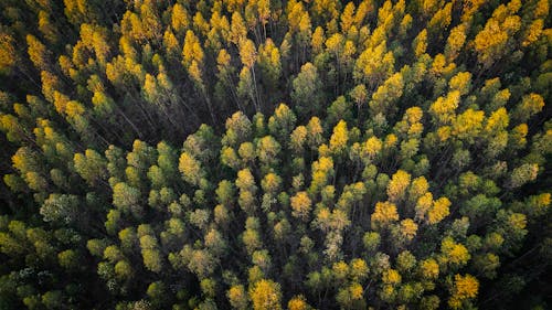 Foto d'estoc gratuïta de arbres, bosc, colors