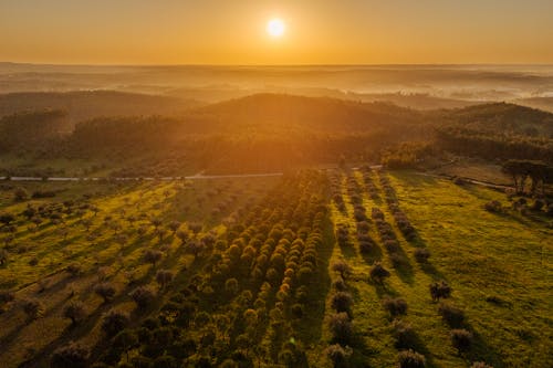 Foto d'estoc gratuïta de sol daurat