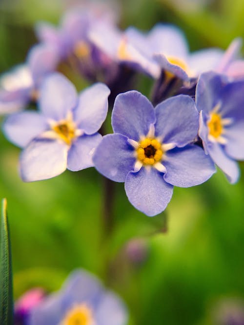 Free stock photo of blue flowers, flower, forget me not
