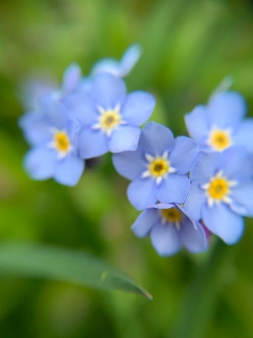 Free stock photo of blue flower, blue flowers, flowers