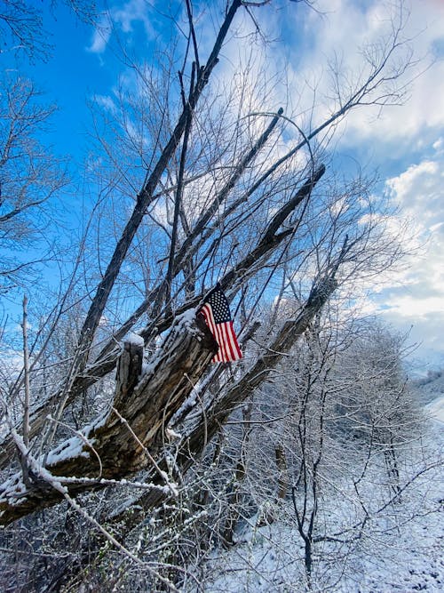 An american flag is hanging from a tree in the snow