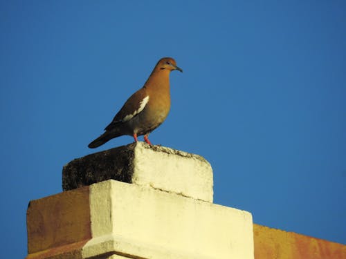 Imagine de stoc gratuită din animale în natură, natură, pajaros