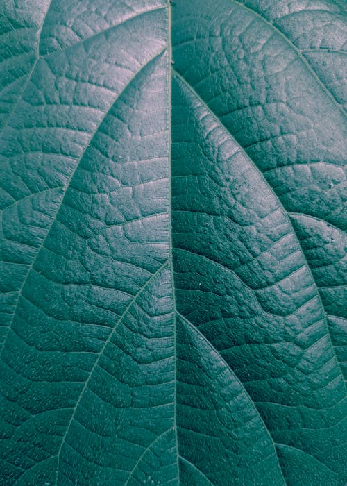 Free Close-up Photo of Green Leaf Stock Photo