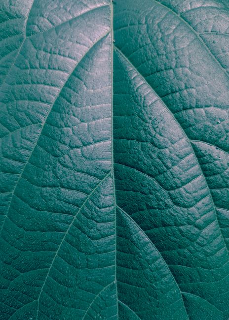 Detailed macro shot of a green leaf showcasing its texture and vein pattern.