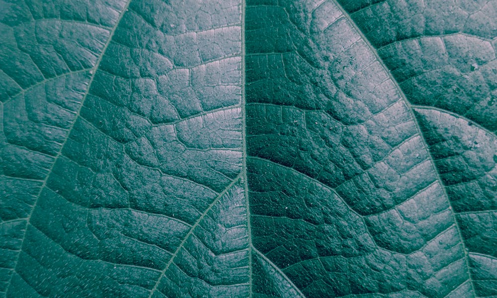 Natural selection diagram showing differential survival