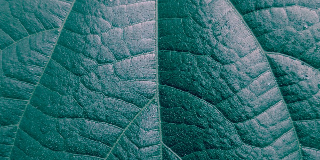 Foliage read as an instrument of the climate