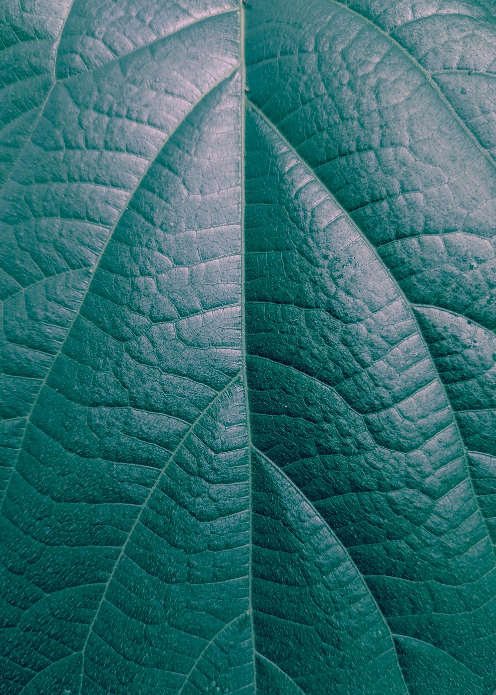 Foliage read as an instrument of the climate