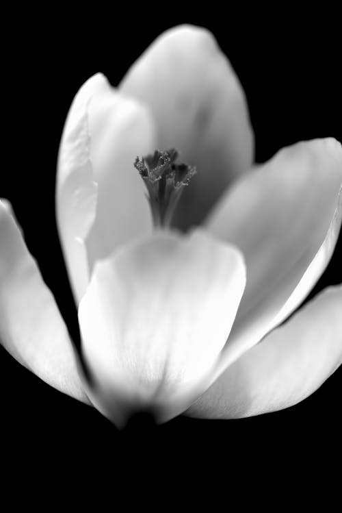 Darmowe zdjęcie z galerii z czarno-biały, flora, krokus