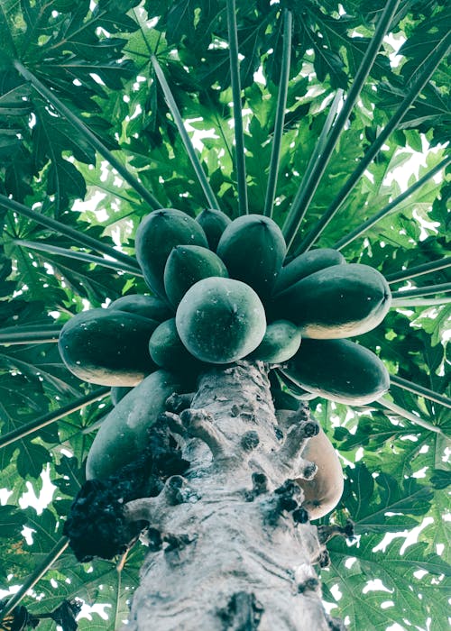 Vista Inferior Del árbol De Papaya Verde