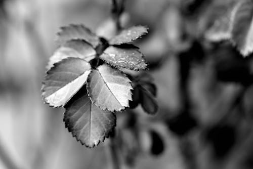 Безкоштовне стокове фото на тему «листя, після дощу, розмиття фону»