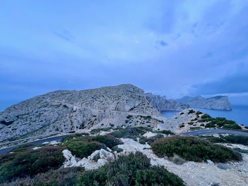 çalılar, deniz, deniz kıyısı içeren Ücretsiz stok fotoğraf