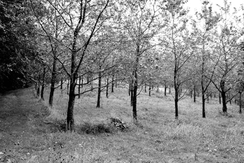 Darmowe zdjęcie z galerii z czarno-biały, fotografia krajobrazowa, gaj