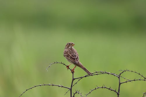 Gratis arkivbilde med dyrefotografering, dyreverdenfotografier, fugl