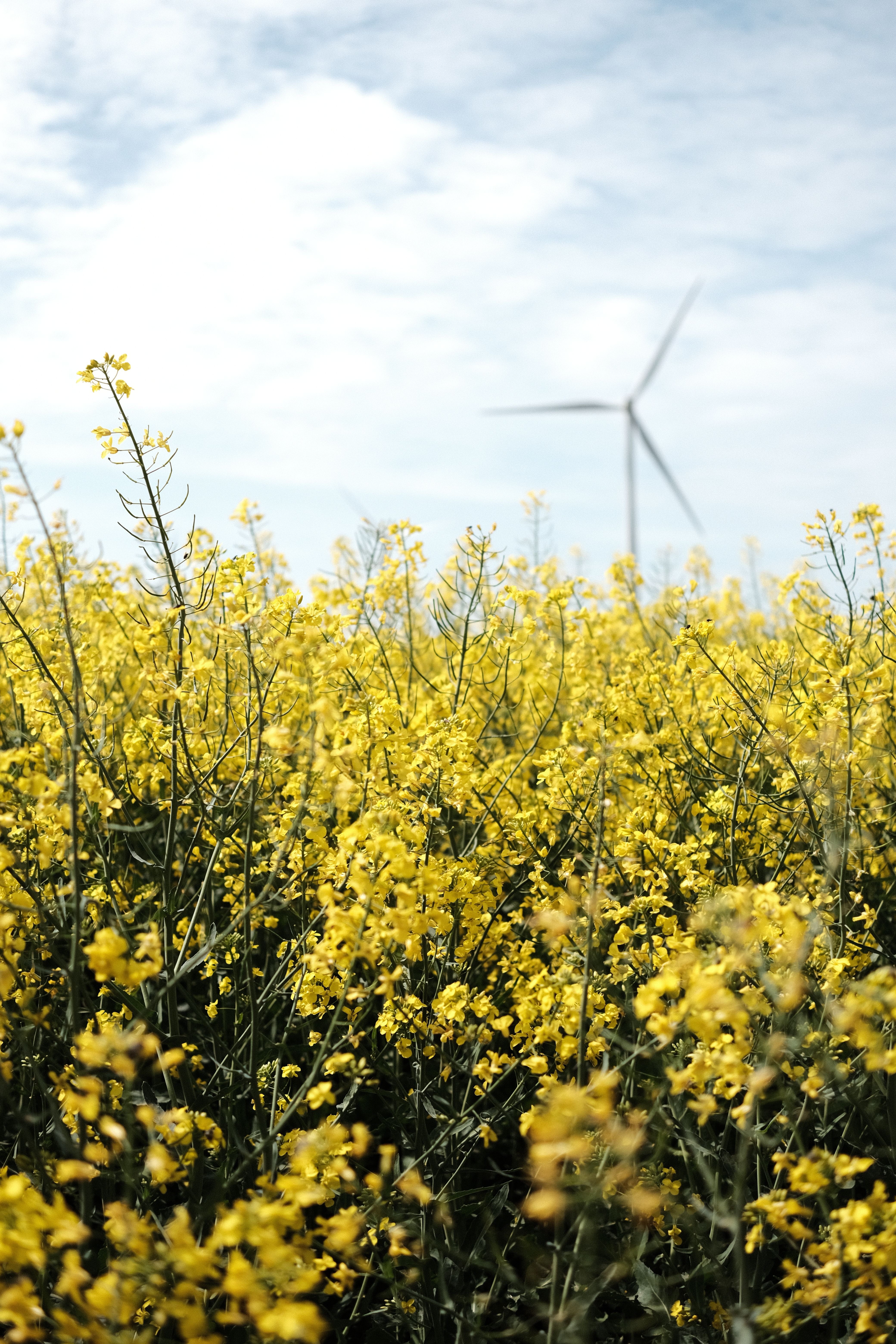 festival bunga canola korea dengan pemandangan ladang kuning dan suasana road trip musim semi