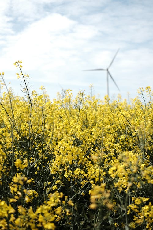 Gratis stockfoto met akkerland, alternatief, alternatieve energie