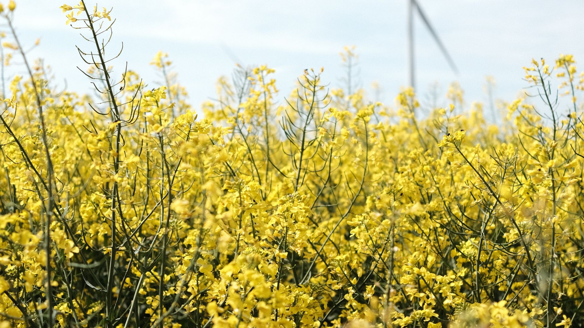 festival bunga canola korea dengan pemandangan ladang kuning dan suasana road trip musim semi