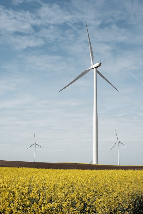 Wind turbines in a field of yellow flowers