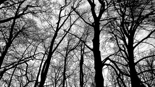 Free Striking black and white silhouette of barren winter trees against the sky in a French forest. Stock Photo