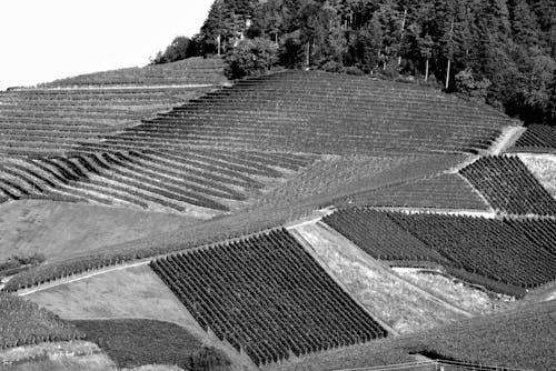 Greyscale pfoto of vineyards