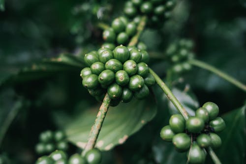 Free Green Fruit on Branch Stock Photo