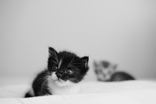 Free Black and white photo of two kittens on a bed Stock Photo