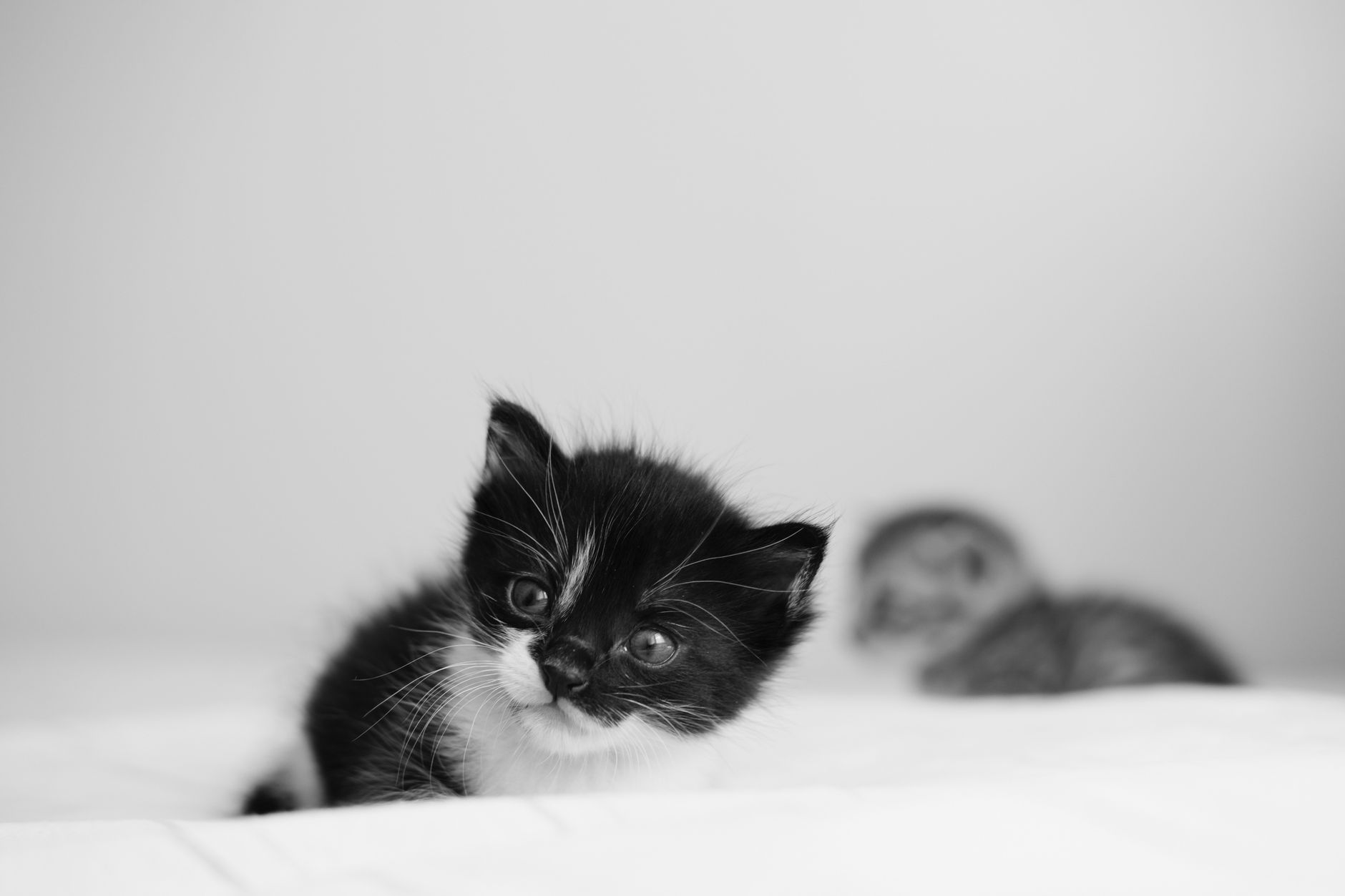 Adorable black and white kitten with a curious gaze resting on a white duvet. Perfect for pet lovers. — free online jigsaw puzzle on JigsawPuzzlesFreeOnline.org