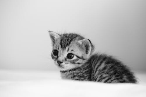 고양이, 귀여운, 그레이의 무료 스톡 사진
