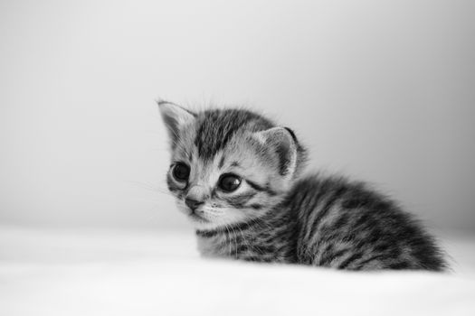 Charming black and white portrait of a young tabby kitten with a soft focus background.